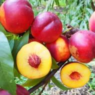 Саженец Нектарин Супер Квин